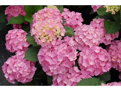 Hydrangea macrophylla