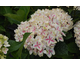Hydrangea macrophylla Forever & Ever Peppermint