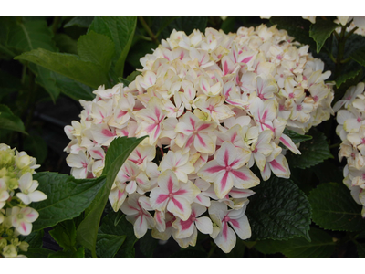 Hydrangea macrophylla
