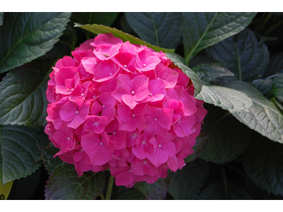 Hydrangea macrophylla