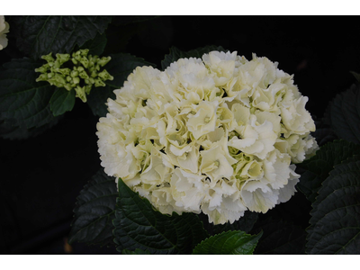 Hydrangea macrophylla