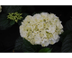 Hydrangea macrophylla Forever & Ever White