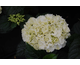 Hydrangea macrophylla