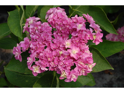 Hydrangea macrophylla