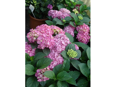 Hydrangea macrophylla