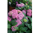 Hydrangea macrophylla Freudenstein