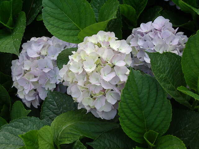 Hydrangea macrophylla