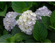 Hydrangea macrophylla