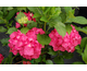 Hydrangea macrophylla Glowing Embers