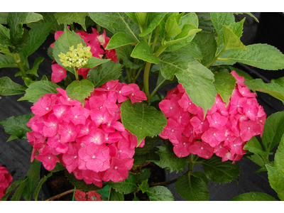 Hydrangea macrophylla