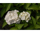 Hydrangea macrophylla Glyn Church