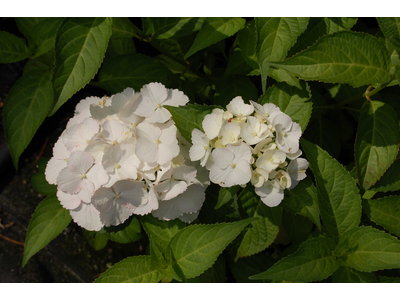 Hydrangea macrophylla