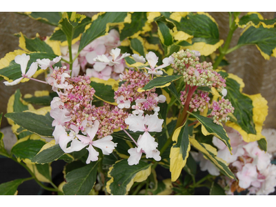 Hydrangea macrophylla