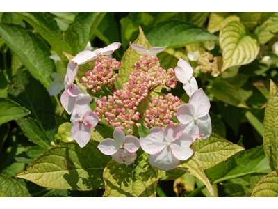 Hydrangea macrophylla