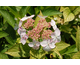 Hydrangea macrophylla