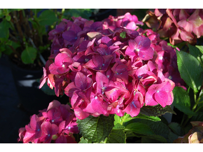 Hydrangea macrophylla