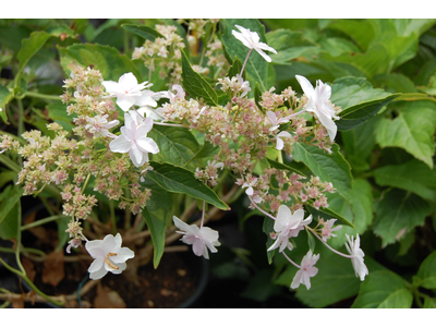 Hydrangea macrophylla