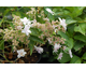Hydrangea macrophylla Hanabi