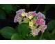 Hydrangea macrophylla Harlequin