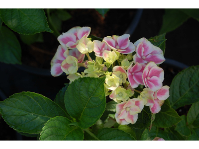 Hydrangea macrophylla