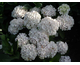 Hydrangea macrophylla Holibel