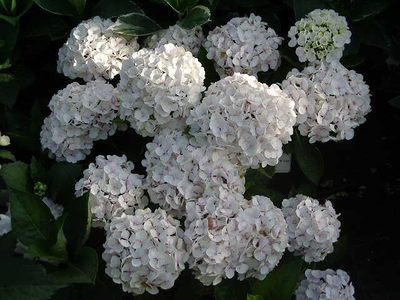Hydrangea macrophylla