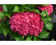 Hydrangea macrophylla Hot Red