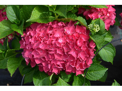 Hydrangea macrophylla