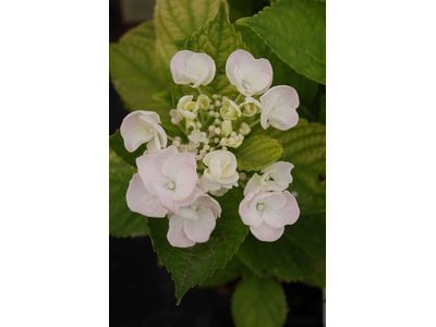 Hydrangea macrophylla