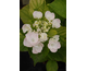 Hydrangea macrophylla Hovaria Hobella