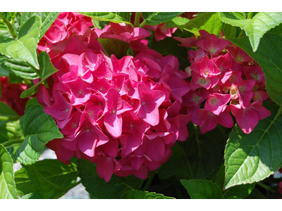 Hydrangea macrophylla