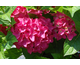 Hydrangea macrophylla Hovaria Hobergine
