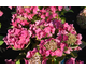 Hydrangea macrophylla Jixi ®