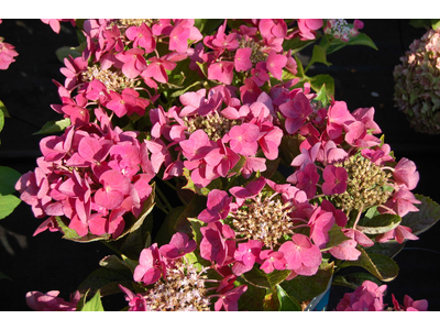 Hydrangea macrophylla