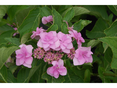 Hydrangea macrophylla