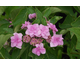 Hydrangea macrophylla