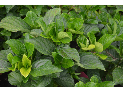 Hydrangea macrophylla