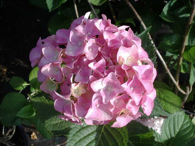 Hydrangea macrophylla