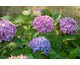 Hydrangea macrophylla Lake S. Marcos