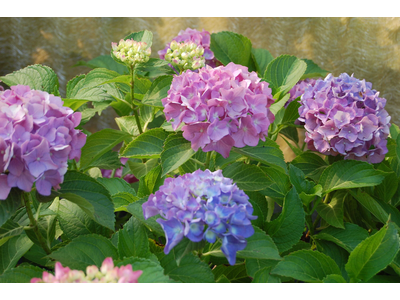 Hydrangea macrophylla