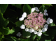 Hydrangea macrophylla Lanarth White