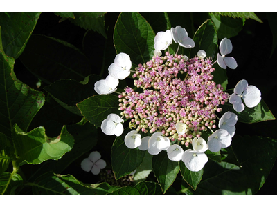 Hydrangea macrophylla