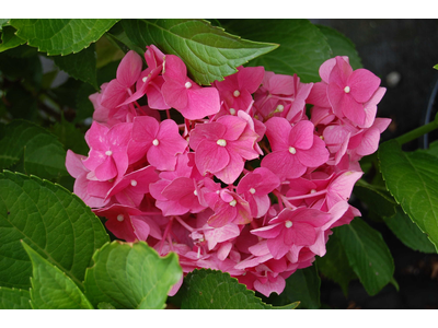 Hydrangea macrophylla