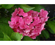Hydrangea macrophylla Leuchtfeuer