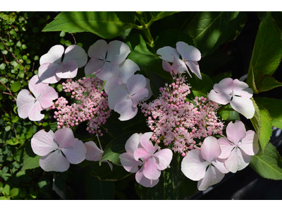 Hydrangea macrophylla