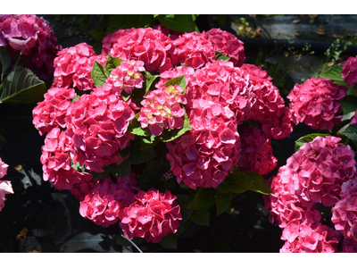 Hydrangea macrophylla