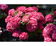 Hydrangea macrophylla