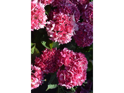 Hydrangea macrophylla