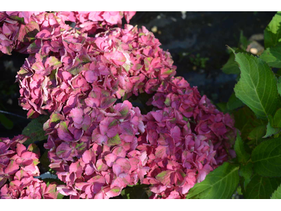 Hydrangea macrophylla