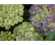 Hydrangea macrophylla Magical ® Four Seasons - Amethyst